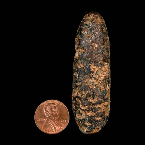 XXL 2.6" Fossil Pine Cone Equicalastrobus Replaced By Agate Eocene Age Seeds Fruit - Fossil Age Minerals