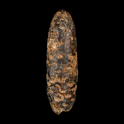 XXL 2.6" Fossil Pine Cone Equicalastrobus Replaced By Agate Eocene Age Seeds Fruit - Fossil Age Minerals
