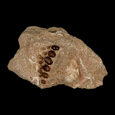 1.3" Bony Fish Fossil Phacodus Punctatus Ray Finned Jaw Teeth In Matrix Morocco - Fossil Age Minerals