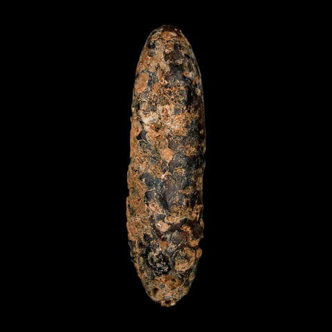 XXL 2.6" Fossil Pine Cone Equicalastrobus Replaced By Agate Eocene Age Seeds Fruit - Fossil Age Minerals