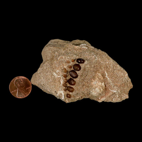 1.3" Bony Fish Fossil Phacodus Punctatus Ray Finned Jaw Teeth In Matrix Morocco - Fossil Age Minerals