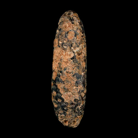 XXL 2.6" Fossil Pine Cone Equicalastrobus Replaced By Agate Eocene Age Seeds Fruit - Fossil Age Minerals