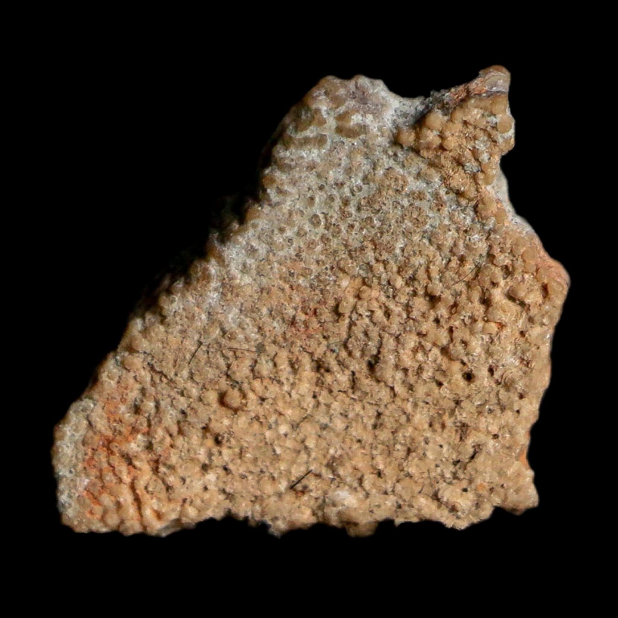 0.4" Megaloolithus Titanosaur Dinosaur Fossil Egg Shell Bouches Du Rhone France Display - Fossil Age Minerals