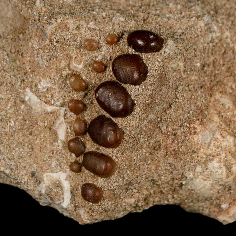 1.3" Bony Fish Fossil Phacodus Punctatus Ray Finned Jaw Teeth In Matrix Morocco - Fossil Age Minerals