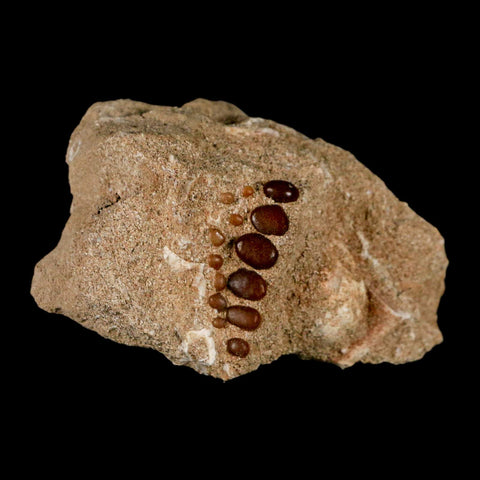 1.3" Bony Fish Fossil Phacodus Punctatus Ray Finned Jaw Teeth In Matrix Morocco - Fossil Age Minerals