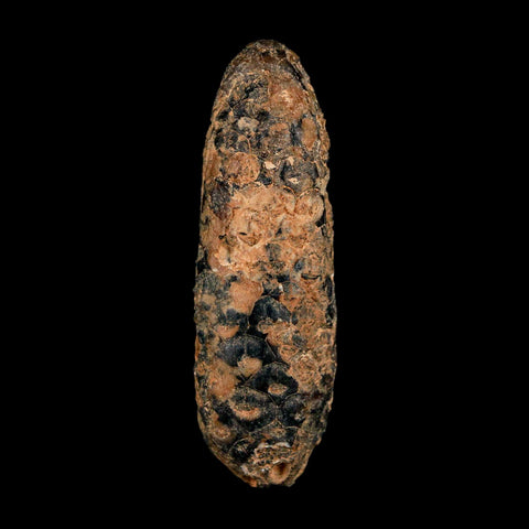 XXL 2.6" Fossil Pine Cone Equicalastrobus Replaced By Agate Eocene Age Seeds Fruit - Fossil Age Minerals