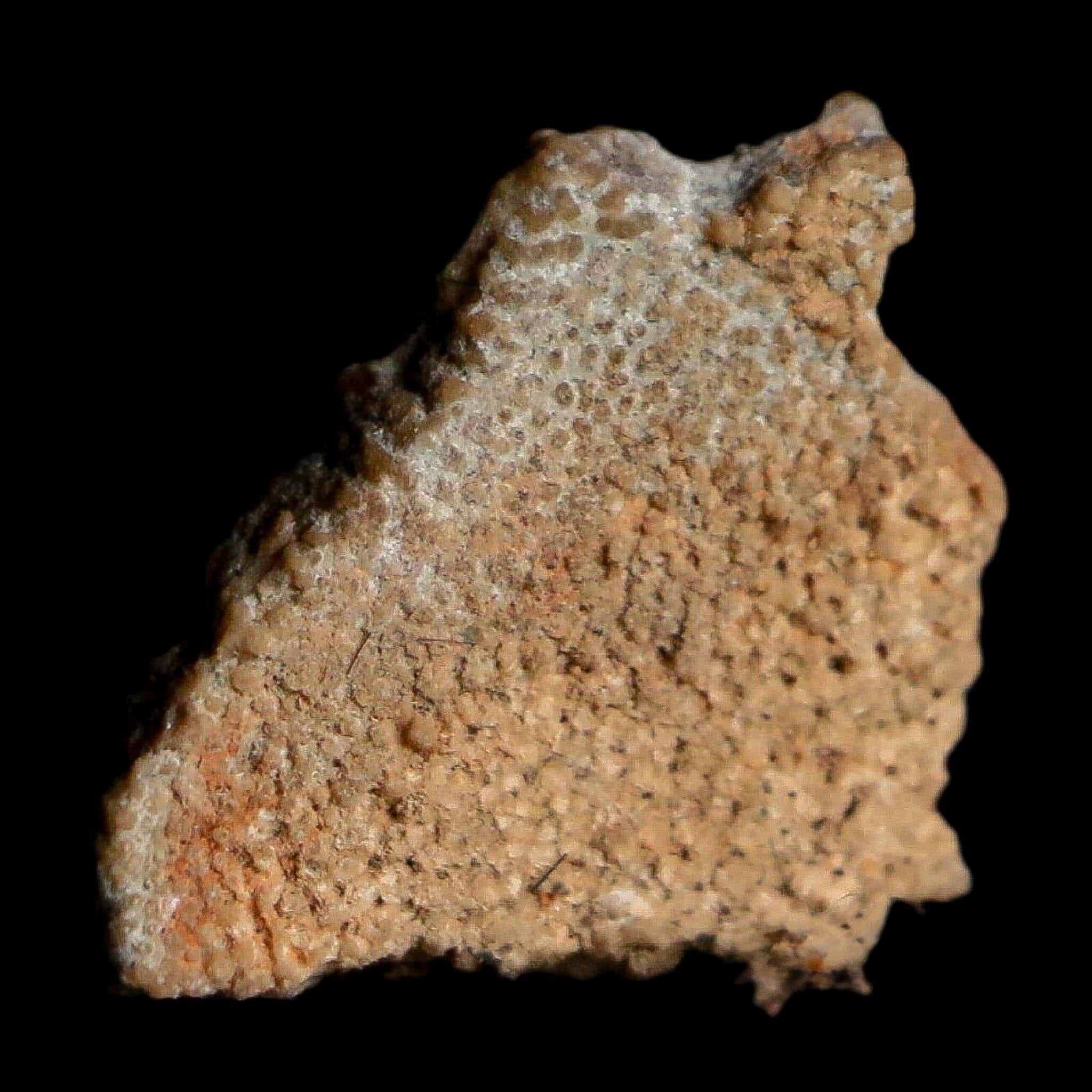 0.4" Megaloolithus Titanosaur Dinosaur Fossil Egg Shell Bouches Du Rhone France Display - Fossil Age Minerals