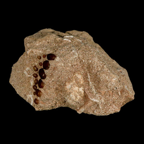 1.3" Bony Fish Fossil Phacodus Punctatus Ray Finned Jaw Teeth In Matrix Morocco - Fossil Age Minerals