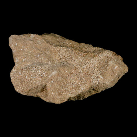 1.3" Bony Fish Fossil Phacodus Punctatus Ray Finned Jaw Teeth In Matrix Morocco - Fossil Age Minerals