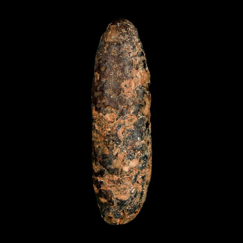 XXL 2.6" Fossil Pine Cone Equicalastrobus Replaced By Agate Eocene Age Seeds Fruit - Fossil Age Minerals