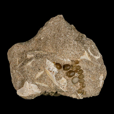 1.2" Bony Fish Fossil Phacodus Punctatus Ray Finned Jaw Teeth In Matrix Morocco