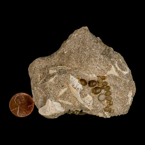 1.2" Bony Fish Fossil Phacodus Punctatus Ray Finned Jaw Teeth In Matrix Morocco - Fossil Age Minerals