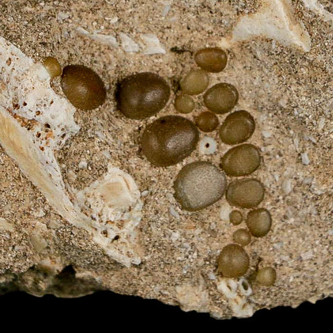 1.2" Bony Fish Fossil Phacodus Punctatus Ray Finned Jaw Teeth In Matrix Morocco - Fossil Age Minerals