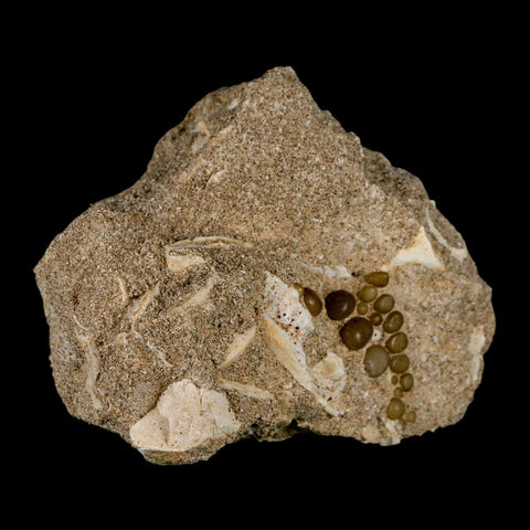 1.2" Bony Fish Fossil Phacodus Punctatus Ray Finned Jaw Teeth In Matrix Morocco - Fossil Age Minerals