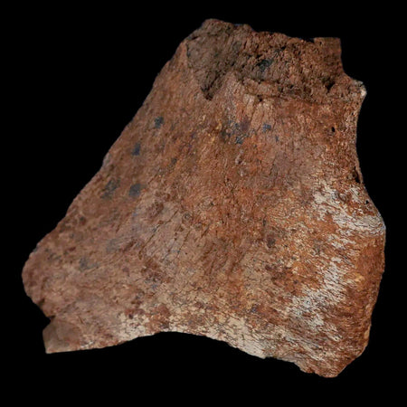 2.9" Centrosaurus Fossil Frill Bone Judith River FM Cretaceous Dinosaur Montana COA