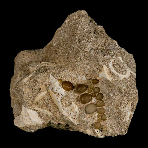 1.2" Bony Fish Fossil Phacodus Punctatus Ray Finned Jaw Teeth In Matrix Morocco - Fossil Age Minerals