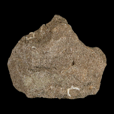 1.2" Bony Fish Fossil Phacodus Punctatus Ray Finned Jaw Teeth In Matrix Morocco - Fossil Age Minerals