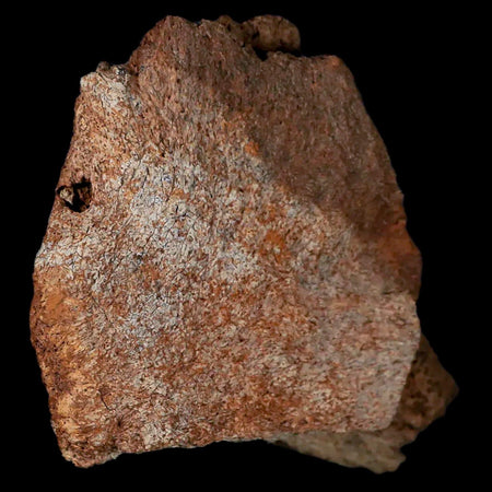 2.9" Centrosaurus Fossil Frill Bone Judith River FM Cretaceous Dinosaur Montana COA