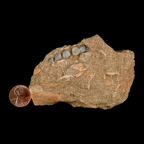 1.4" Bony Fish Fossil Phacodus Punctatus Ray Finned Jaw Teeth In Matrix Morocco - Fossil Age Minerals