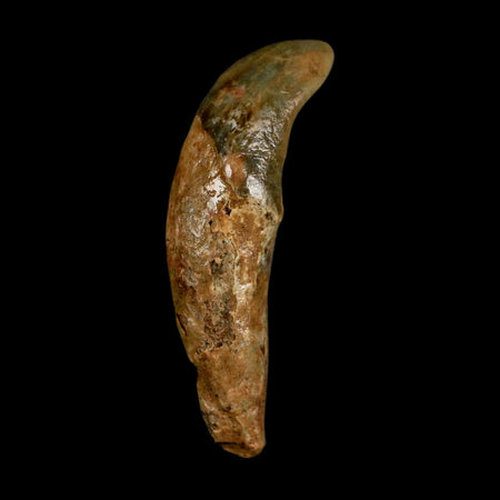 1.7" Extinct Cave Bear Ursus Spelaeus Incisor Tooth Rooted Pleistocene Age COA, Stand