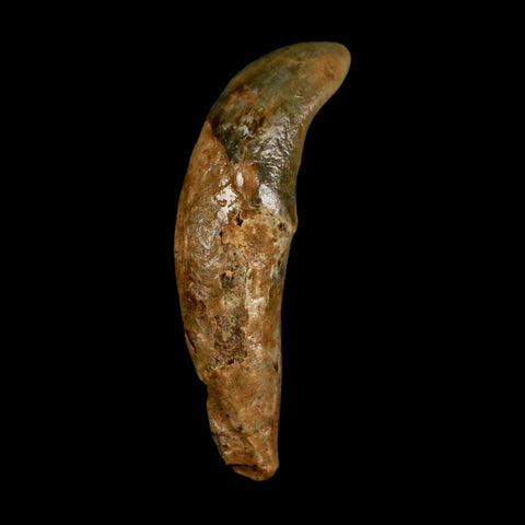 1.7" Extinct Cave Bear Ursus Spelaeus Incisor Tooth Rooted Pleistocene Age COA, Stand