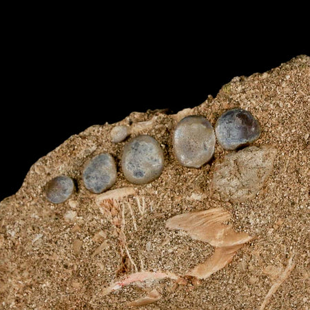 1.4" Bony Fish Fossil Phacodus Punctatus Ray Finned Jaw Teeth In Matrix Morocco