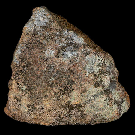 2.9" Centrosaurus Fossil Bone With Marrow Judith River Cretaceous Dinosaur MT COA