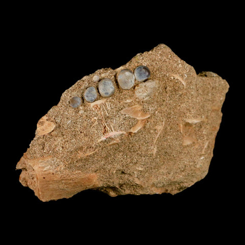 1.4" Bony Fish Fossil Phacodus Punctatus Ray Finned Jaw Teeth In Matrix Morocco - Fossil Age Minerals