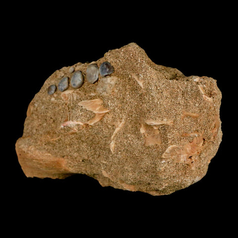 1.4" Bony Fish Fossil Phacodus Punctatus Ray Finned Jaw Teeth In Matrix Morocco - Fossil Age Minerals