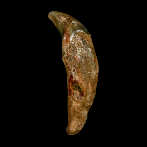 1.7" Extinct Cave Bear Ursus Spelaeus Incisor Tooth Rooted Pleistocene Age COA, Stand