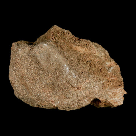 1.4" Bony Fish Fossil Phacodus Punctatus Ray Finned Jaw Teeth In Matrix Morocco - Fossil Age Minerals