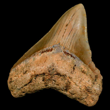 2.6" Quality Megalodon Shark Tooth Serrated Fossil Natural Miocene Age COA