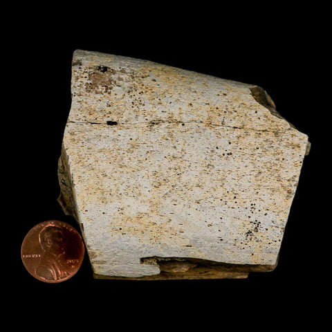 2.8" Triceratops Fossil Rib Bone Lance Creek Cretaceous Dinosaur WY COA - Fossil Age Minerals