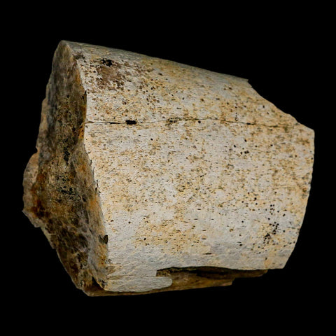 2.8" Triceratops Fossil Rib Bone Lance Creek Cretaceous Dinosaur WY COA - Fossil Age Minerals