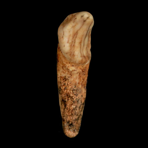 1.8" Extinct Cave Bear Ursus Spelaeus Incisor Tooth Rooted Pleistocene Age COA, Stand