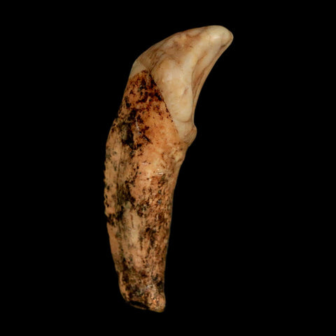 1.8" Extinct Cave Bear Ursus Spelaeus Incisor Tooth Rooted Pleistocene Age COA, Stand