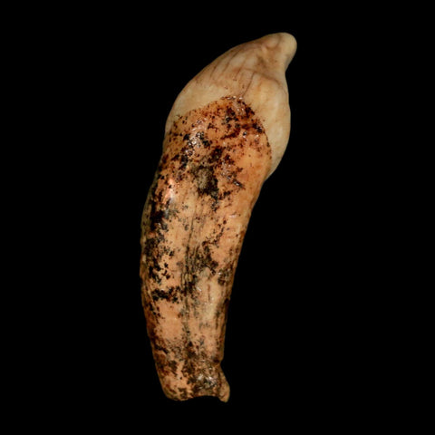 1.8" Extinct Cave Bear Ursus Spelaeus Incisor Tooth Rooted Pleistocene Age COA, Stand