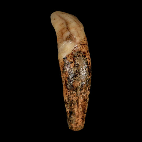 1.8" Extinct Cave Bear Ursus Spelaeus Incisor Tooth Rooted Pleistocene Age COA, Stand