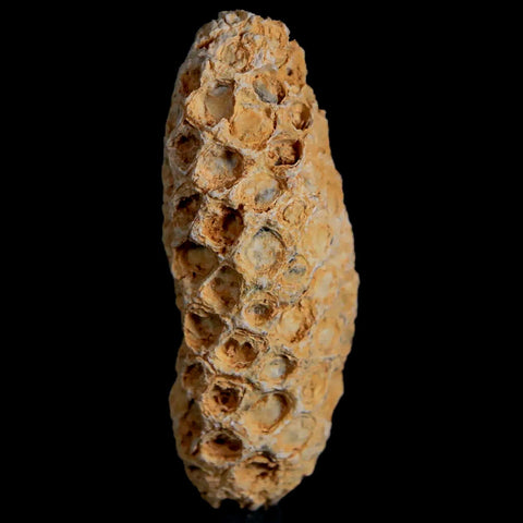 1.8" Fossil Pine Cone Equicalastrobus Replaced By Agate Eocene Age Seeds Fruit - Fossil Age Minerals