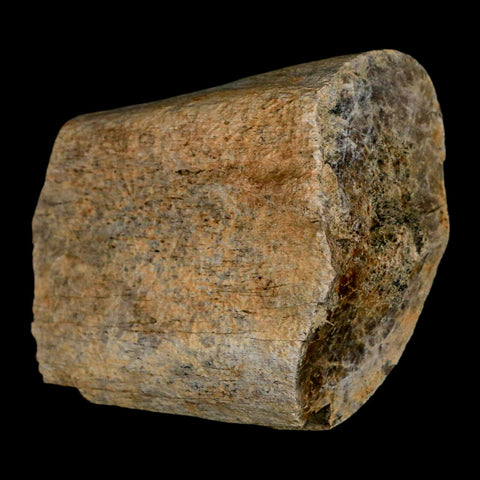 2.8" Triceratops Fossil Rib Bone Lance Creek Cretaceous Dinosaur WY COA - Fossil Age Minerals