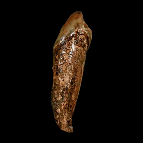 1.9" Extinct Cave Bear Ursus Spelaeus Incisor Tooth Rooted Pleistocene Age COA, Stand