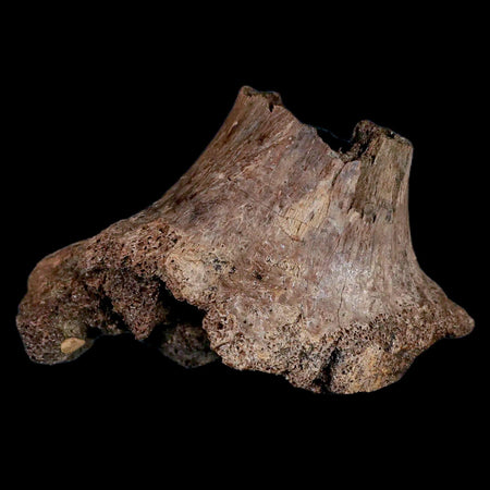 2.6" Centrosaurus Fossil Rib End Bone Judith River Cretaceous Dinosaur Montana COA