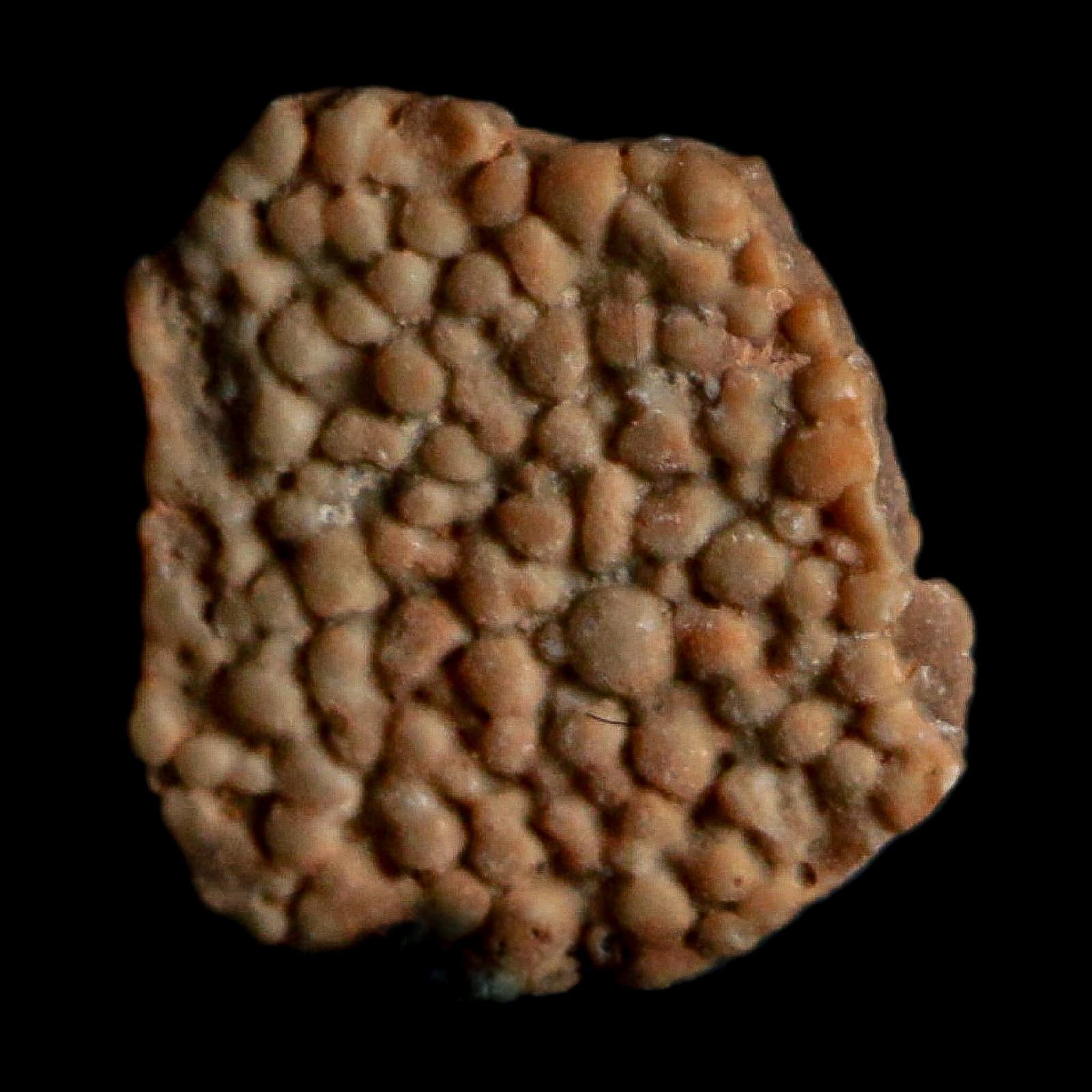 0.3" Megaloolithus Titanosaur Dinosaur Fossil Egg Shell Bouches Du Rhone France Display - Fossil Age Minerals