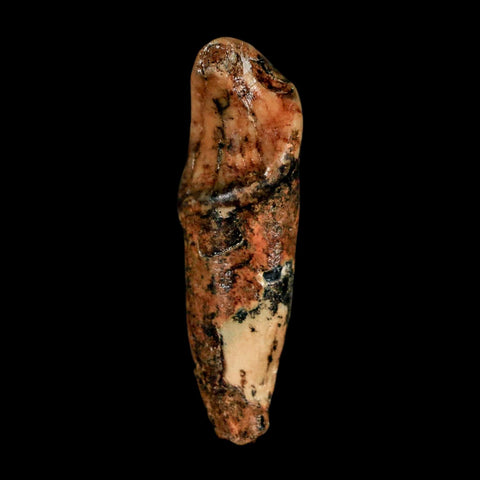 1.8" Extinct Cave Bear Ursus Spelaeus Incisor Tooth Rooted Pleistocene Age COA, Stand