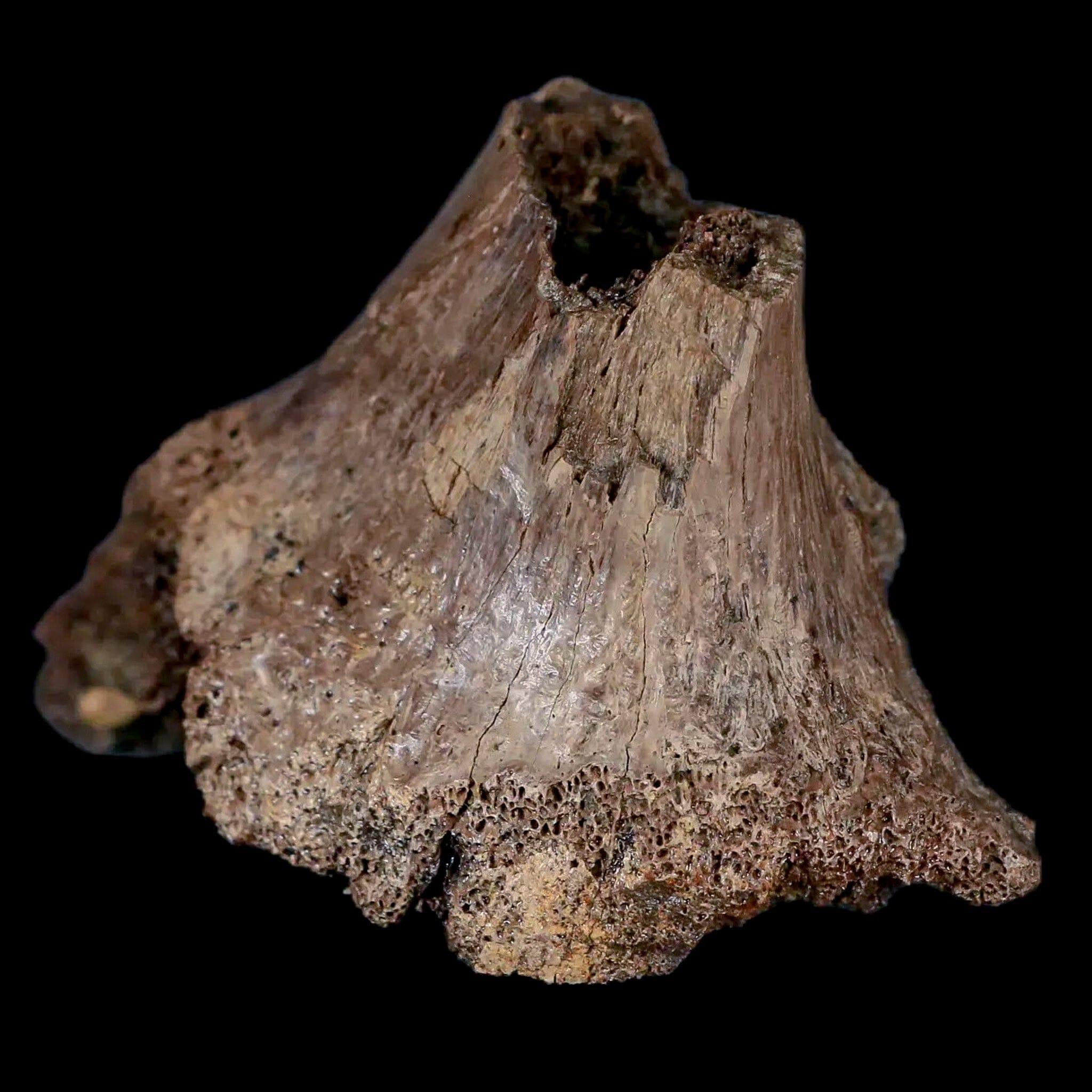2.6" Centrosaurus Fossil Rib End Bone Judith River Cretaceous Dinosaur Montana COA - Fossil Age Minerals
