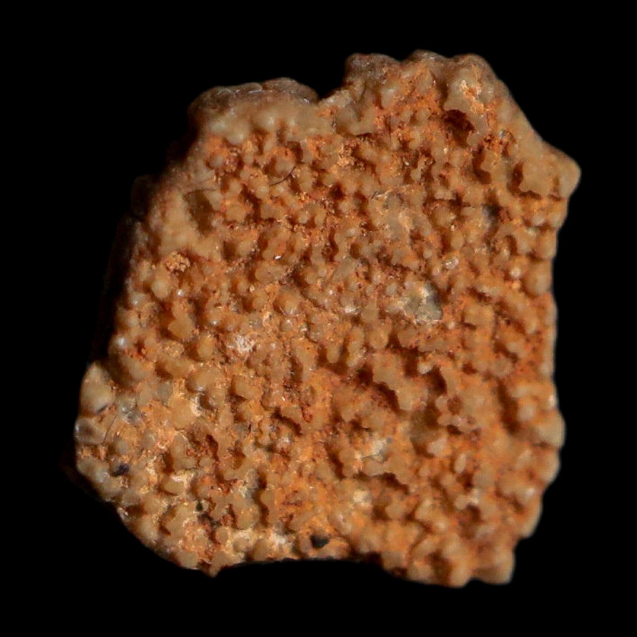 0.3" Megaloolithus Titanosaur Dinosaur Fossil Egg Shell Bouches Du Rhone France Display - Fossil Age Minerals