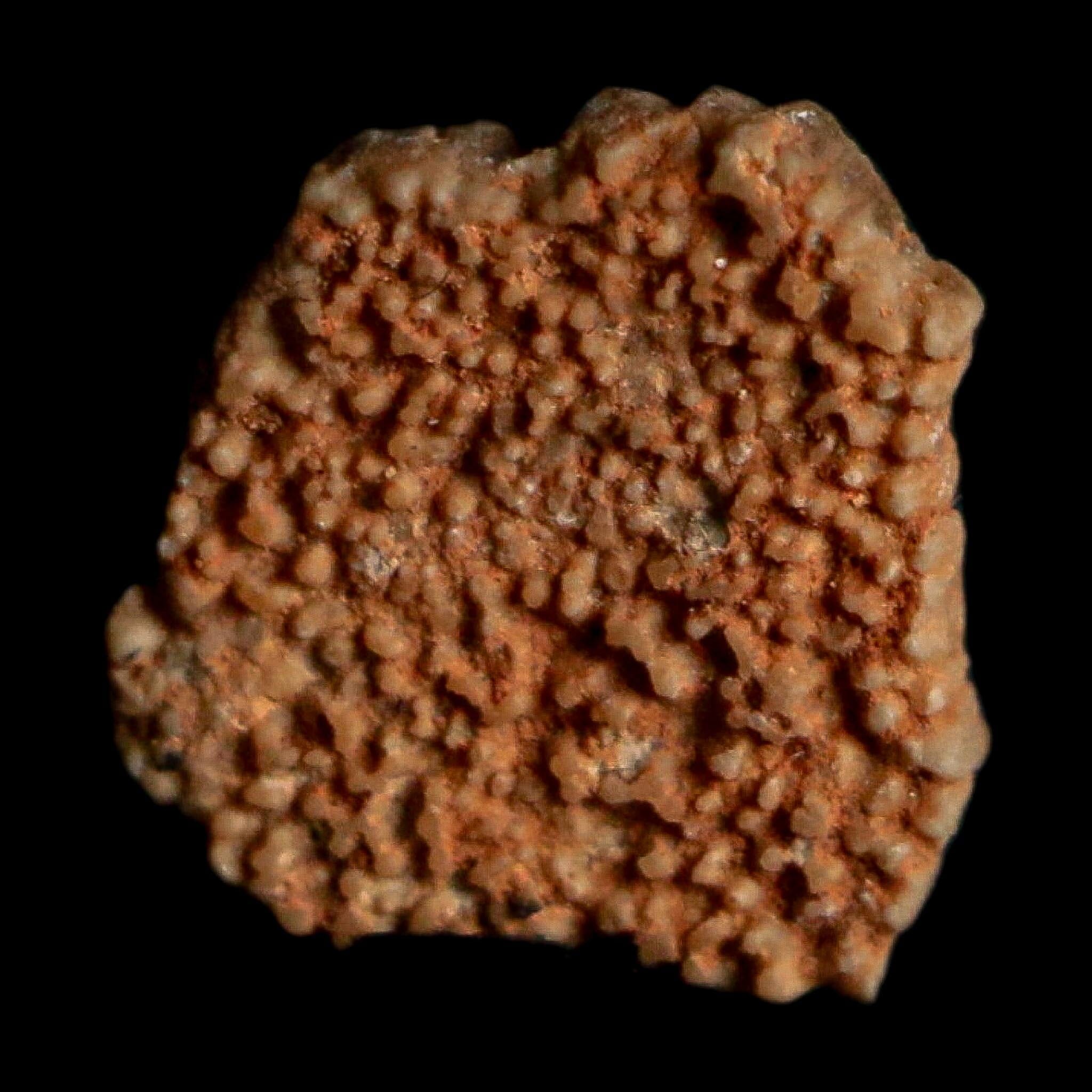 0.3" Megaloolithus Titanosaur Dinosaur Fossil Egg Shell Bouches Du Rhone France Display - Fossil Age Minerals