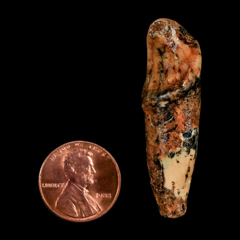 1.8" Extinct Cave Bear Ursus Spelaeus Incisor Tooth Rooted Pleistocene Age COA, Stand