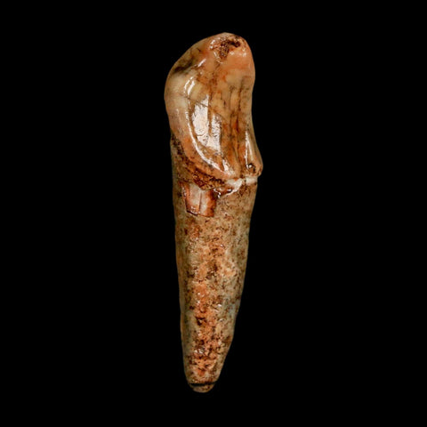 1.8" Extinct Cave Bear Ursus Spelaeus Incisor Tooth Rooted Pleistocene Age COA, Stand