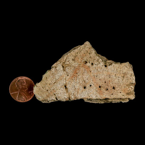 2.8" Ankylosaurus Fossil Skull Bone Lance Creek FM Cretaceous Dinosaur WY COA - Fossil Age Minerals